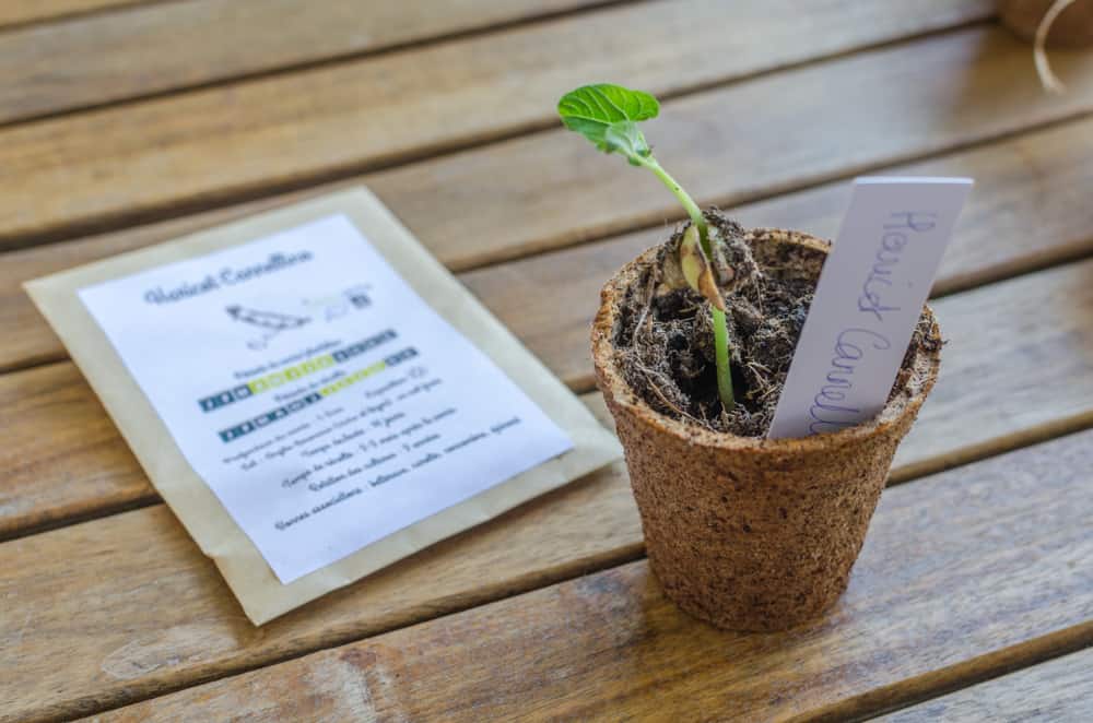 Greenabox de juin: Saveurs d'été