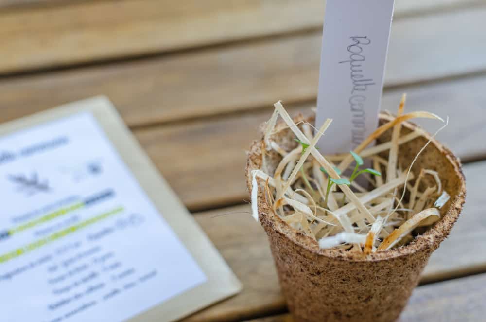 Greenabox de juin: Saveurs d'été