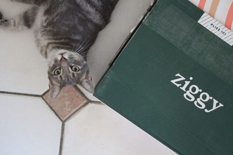 5 signes que votre chat s'ennuie – Ziggy