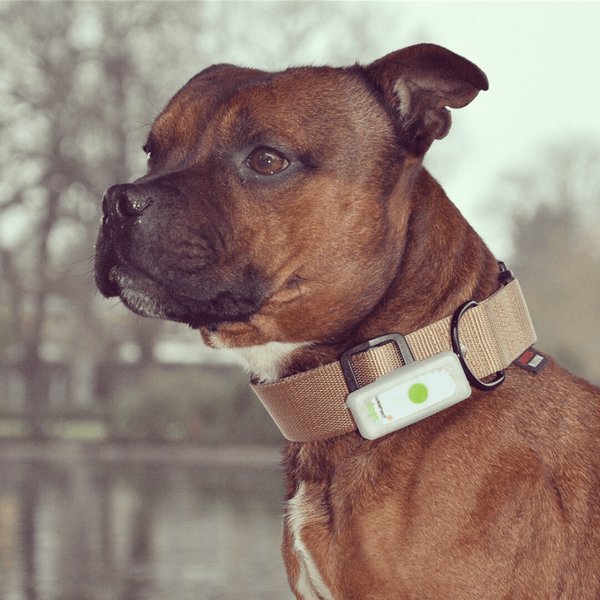 Traceur GPS pour chiens - Localisation en direct via SMS/APP