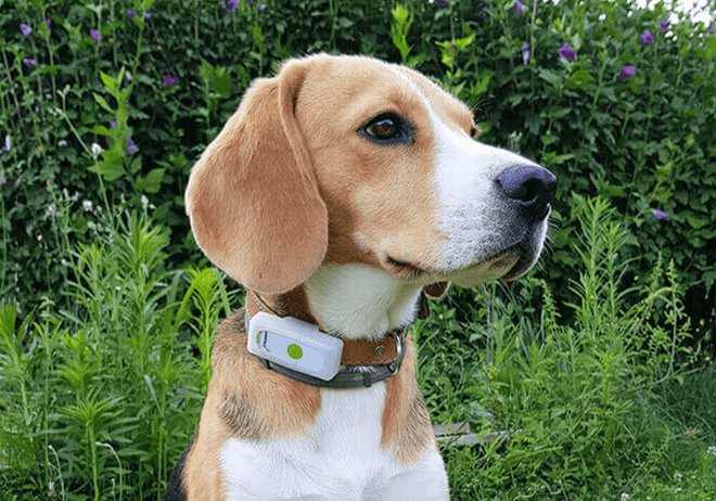 Collier GPS pour chien de chasse : lequel choisir et pourquoi ?