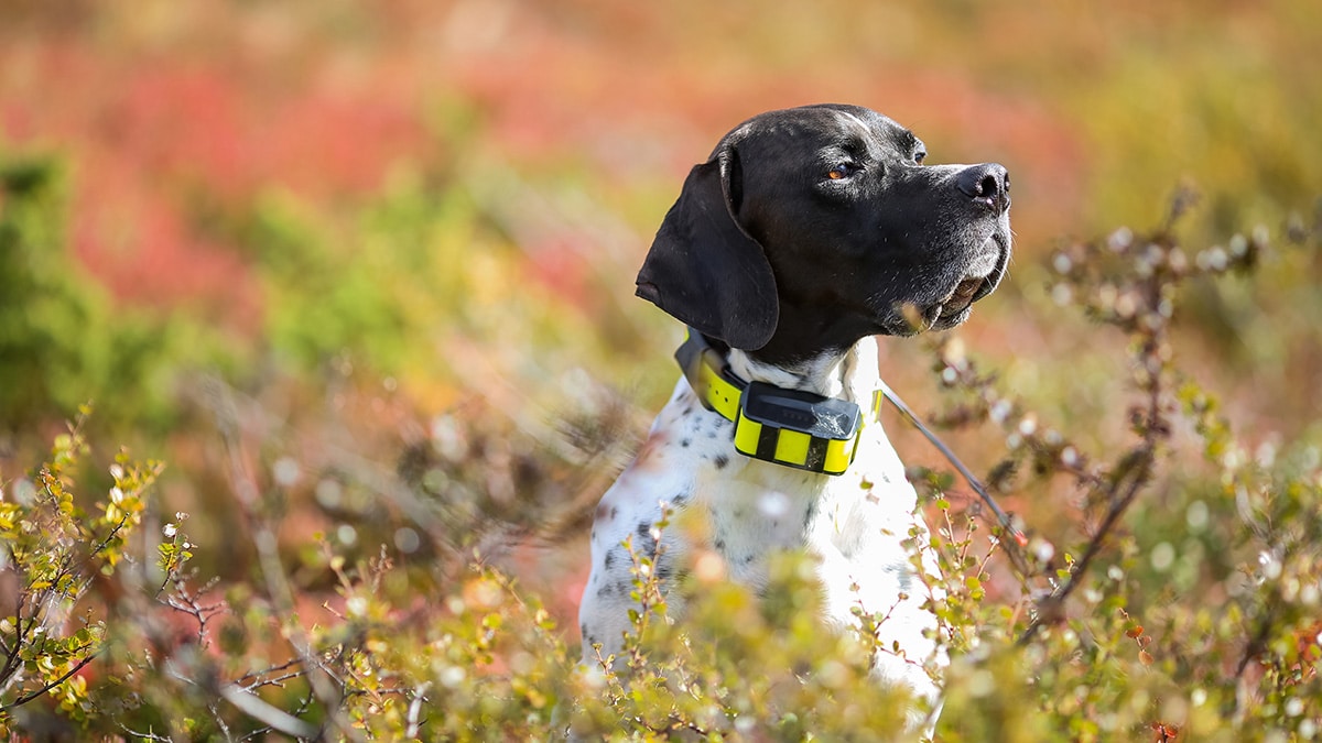 Collier GPS pour chien – Weenect Dogs 2 - Suivi GPS en temps réel, Sans  limite de distance, Plus petit modele du marché