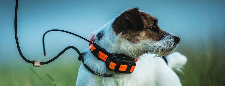 Collier GPS XL pour chien Jusqu'à 21 jours d'autonomie Localisation en  direct