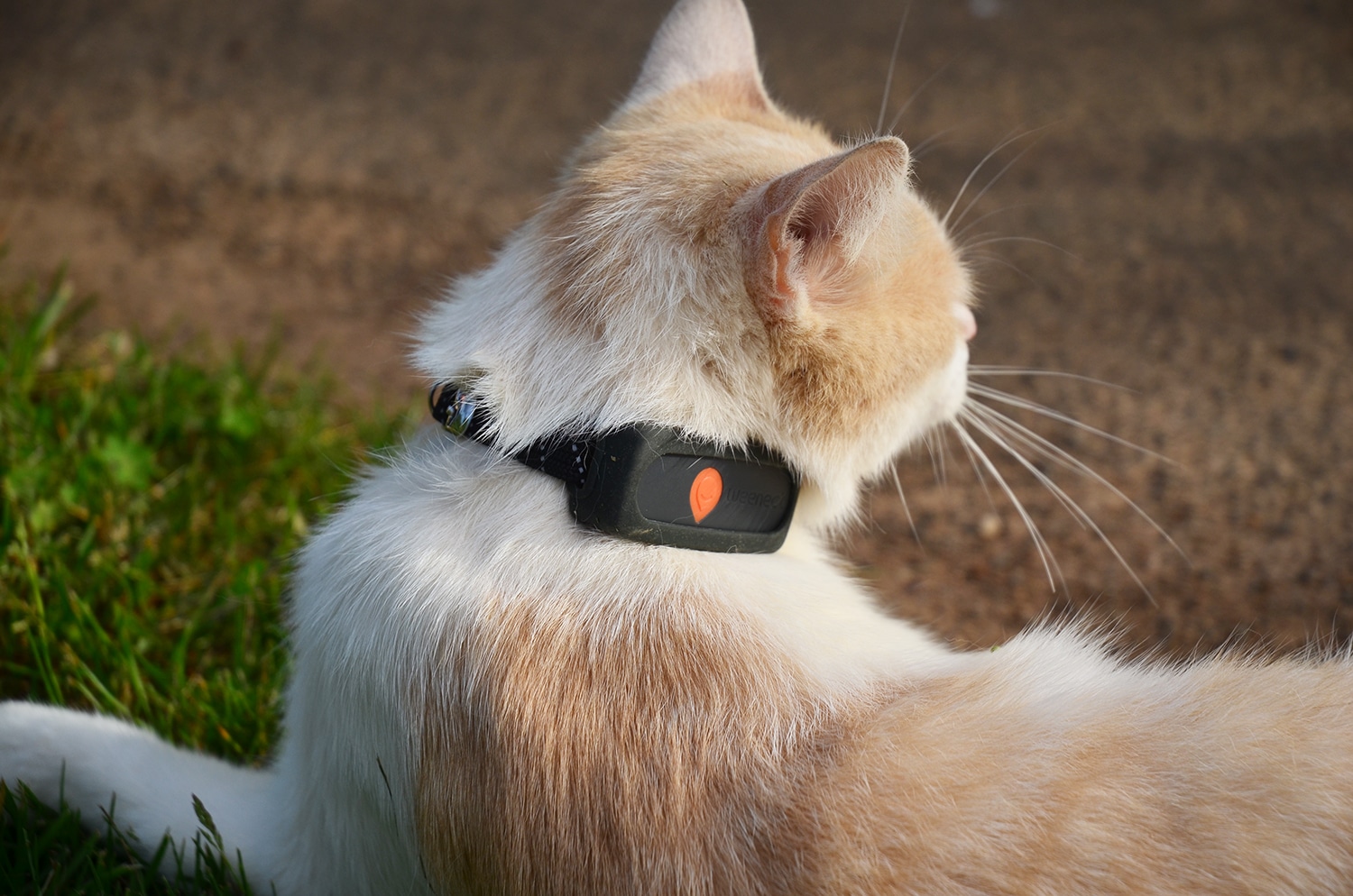 Traceur GPS chat sans abonnement - FEELLOO