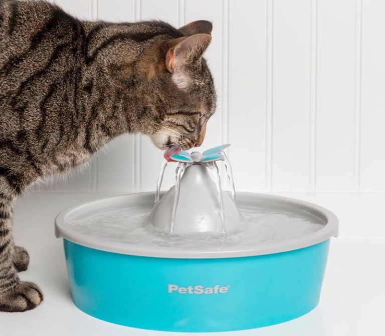 Fontaine à eau pour chat : les 11 meilleures en France en 2024