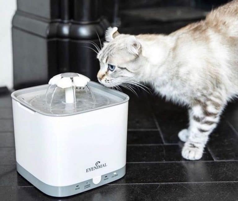 Meilleure fontaine à eau pour chats - NAcloset