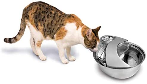 Meilleure fontaine à eau pour chats - NAcloset