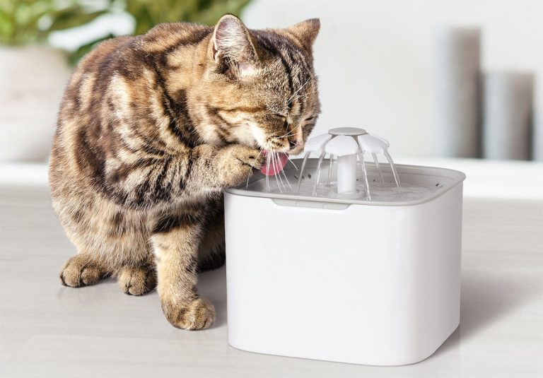 Fontaine à eau pour chat - Quelle fontaine à eau pour chat choisir