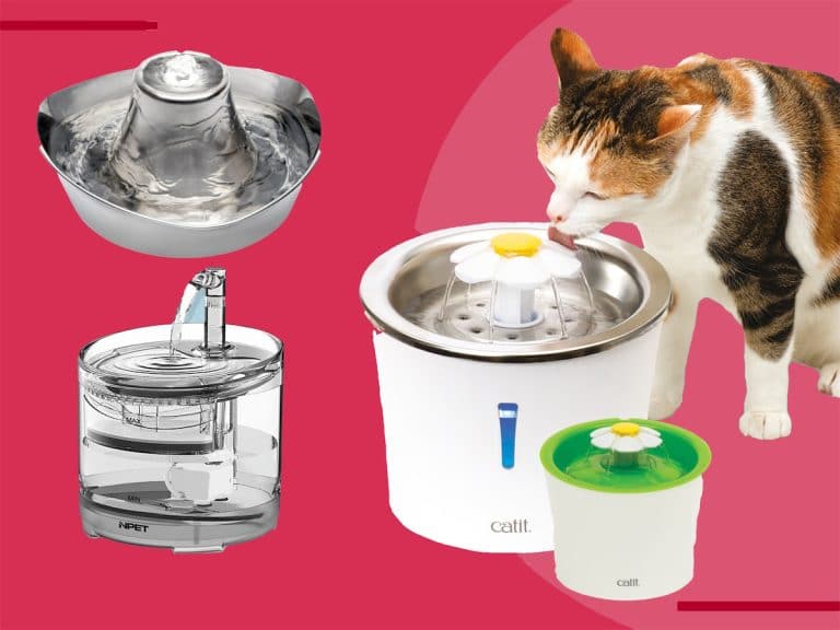 Fontaine à eau pour chat : laquelle choisir ?