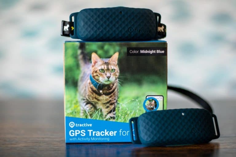 Collier GPS et traceur pour chien : guide d'achat 2024