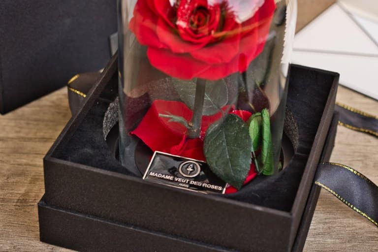 Madame Veut des Roses : Rose éternelle sous cloche - Charmante - Toutes les  Box